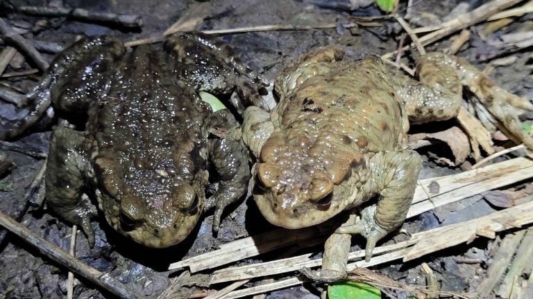 Ropucha obecná na lokalitě U Tabulí při jarním tahu za rozmnožováním