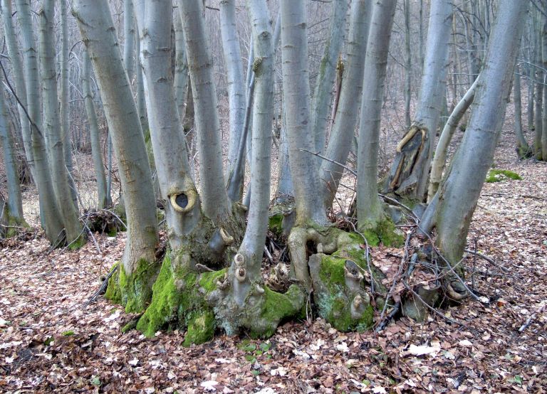 Pařezina - ilustrační foto