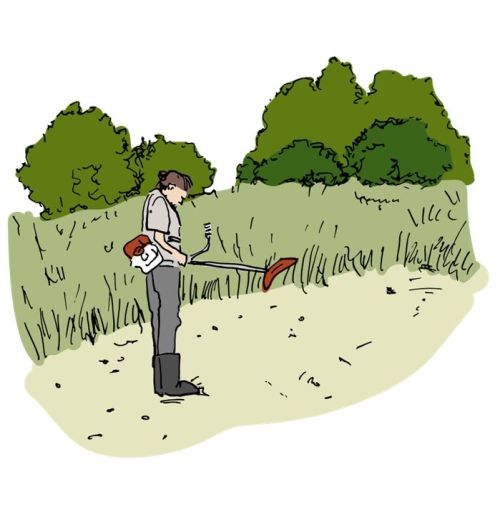 Management lokality - seč křovinořezem